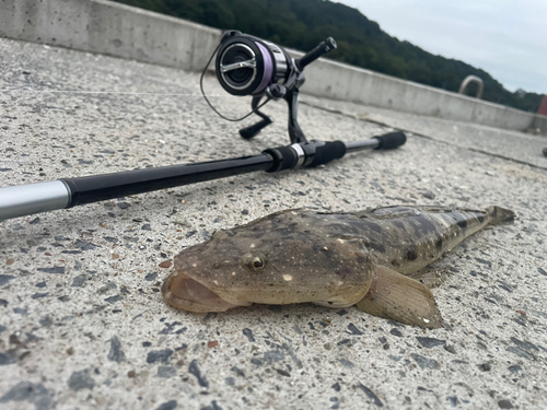 マゴチの釣果