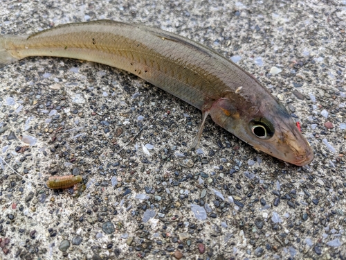 キスの釣果