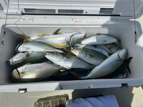 ハマチの釣果