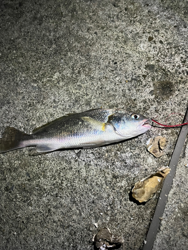 イシモチの釣果