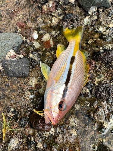 ヨコスジフエダイの釣果