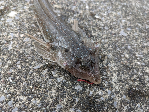 メゴチの釣果