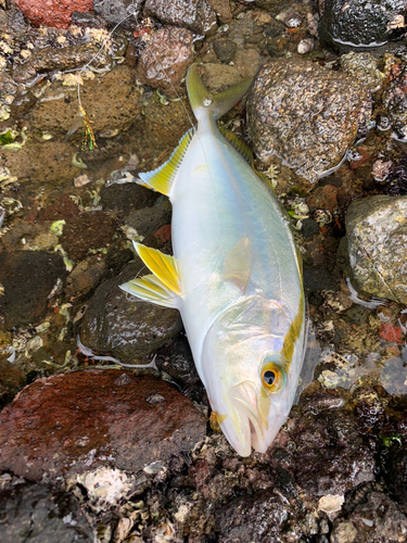 ネリゴの釣果