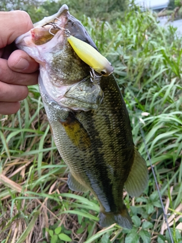 ラージマウスバスの釣果