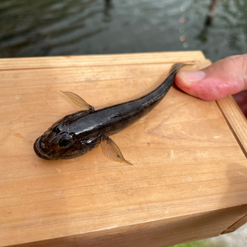 ハゼの釣果