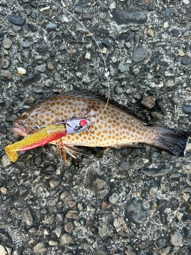 オオモンハタの釣果