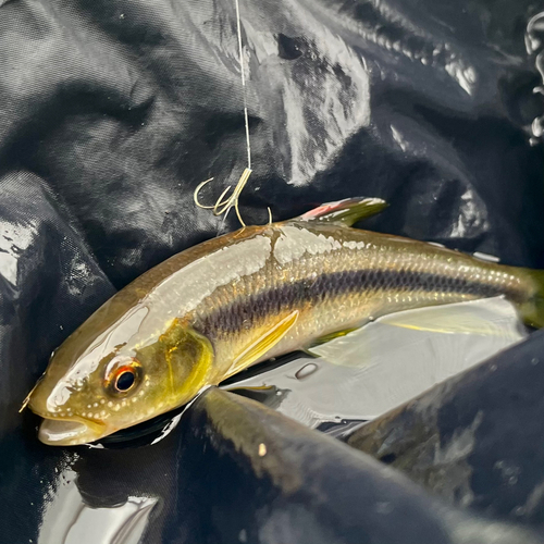 カワムツの釣果