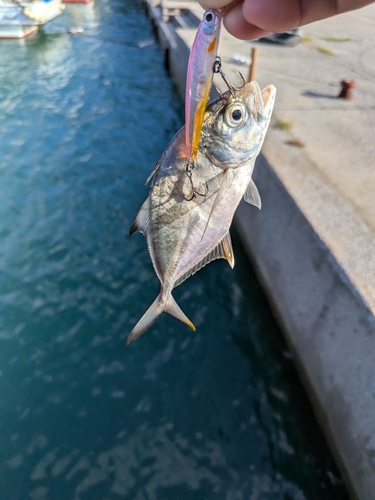 メッキの釣果