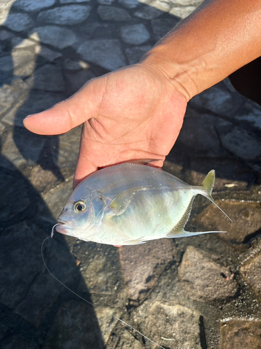 リュウキュウヨロイアジの釣果