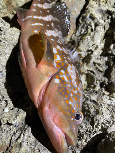 キジハタの釣果