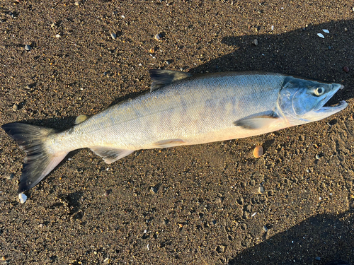 サケの釣果