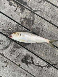 コノシロの釣果