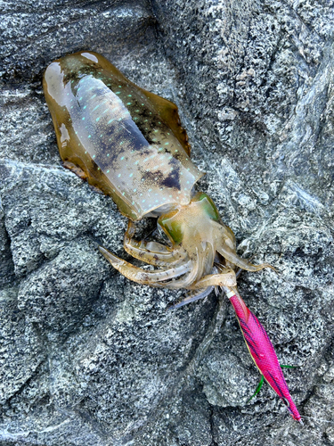 アオリイカの釣果