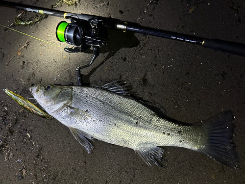 ヒラスズキの釣果