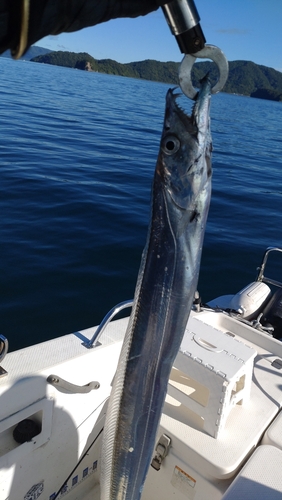 タチウオの釣果