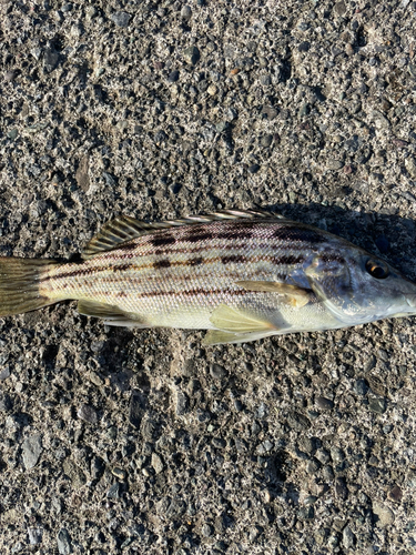 シマイサキの釣果