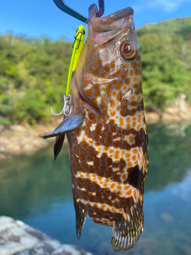 キジハタの釣果