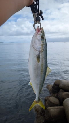 ハマチの釣果