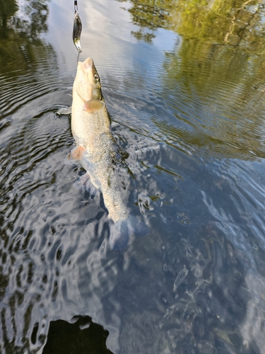 ウグイの釣果