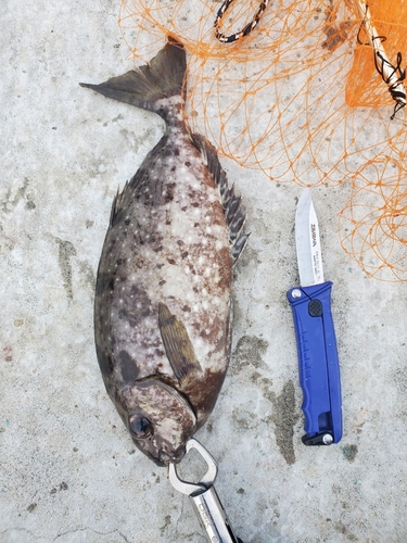 アイゴの釣果