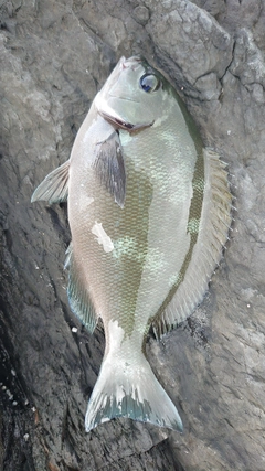 グレの釣果