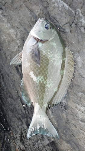 グレの釣果