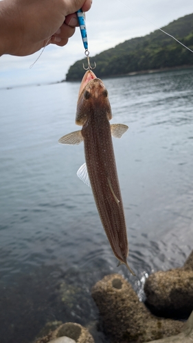 エソの釣果