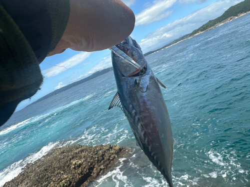 スマカツオの釣果