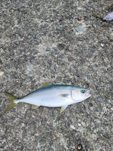 ワカシの釣果