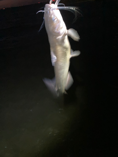 アメリカナマズの釣果