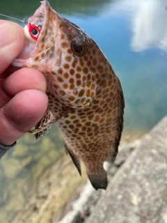 オオモンハタの釣果