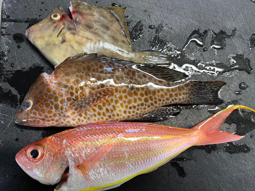 オオモンハタの釣果