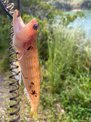 エソの釣果