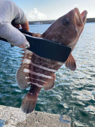 マハタの釣果