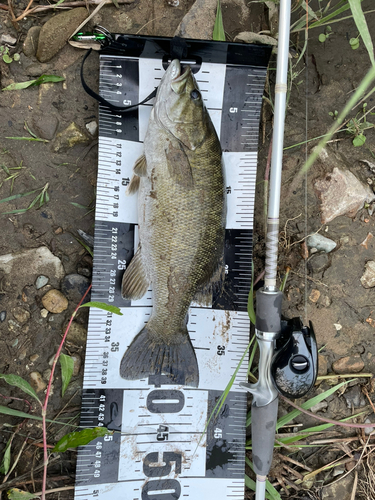 スモールマウスバスの釣果