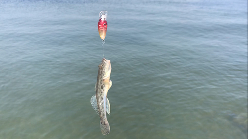 マハゼの釣果