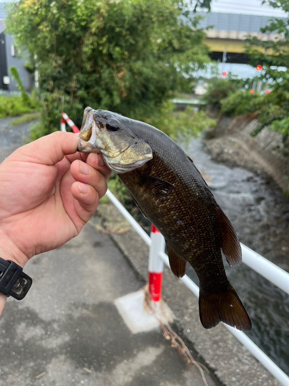 スモールマウスバス