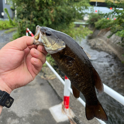 スモールマウスバス