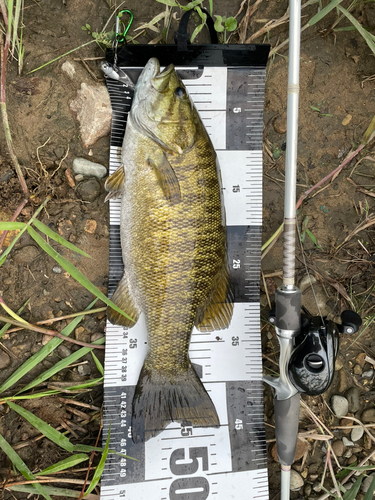 スモールマウスバスの釣果