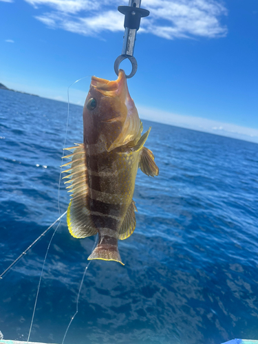 アオハタの釣果