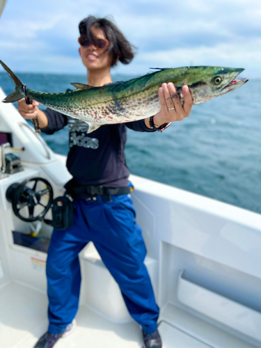 サワラの釣果