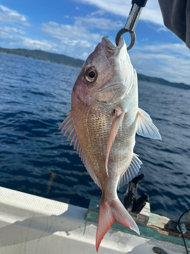 マダイの釣果