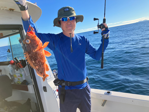 アラカブの釣果