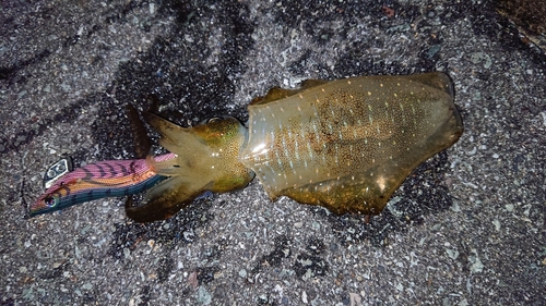 アオリイカの釣果