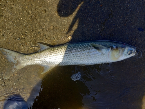 ボラの釣果