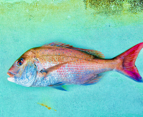 タイの釣果