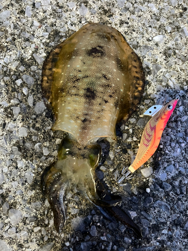 アオリイカの釣果