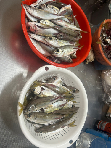 アジの釣果