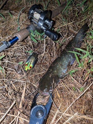 ナマズの釣果