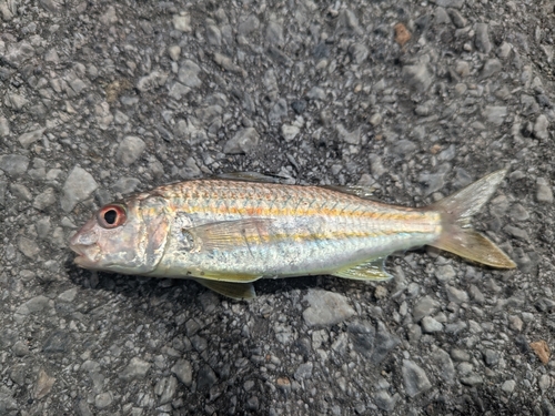 コハクヒメジの釣果